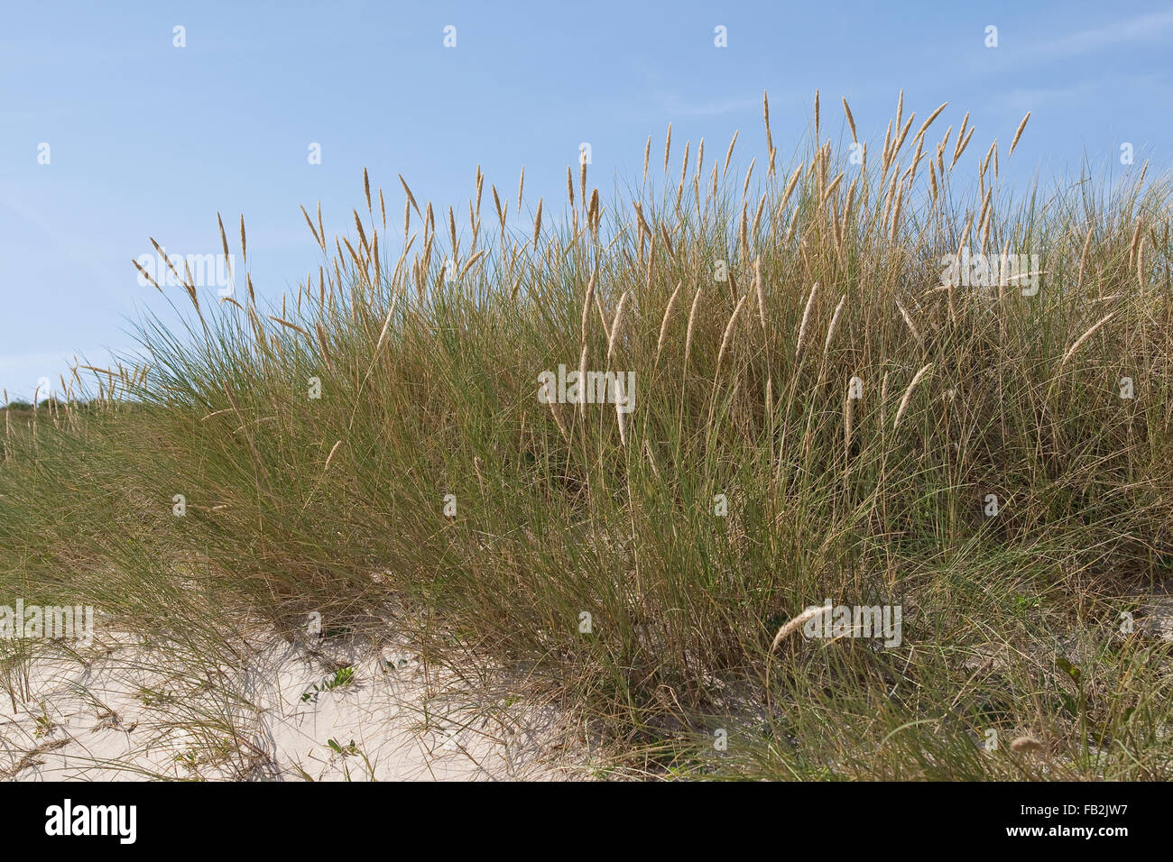 Strand, Grass, Dünengebieten Grass, Gewöhnlicher Strang-Hafer, Strandhafer, Helm, Auf Weißdüne der Meeresküste, Ammophila arenaria Stockfoto