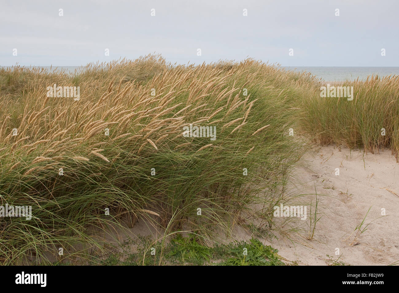 Strand, Grass, Dünengebieten Grass, Gewöhnlicher Strang-Hafer, Strandhafer, Helm, Auf Weißdüne der Meeresküste, Ammophila arenaria Stockfoto