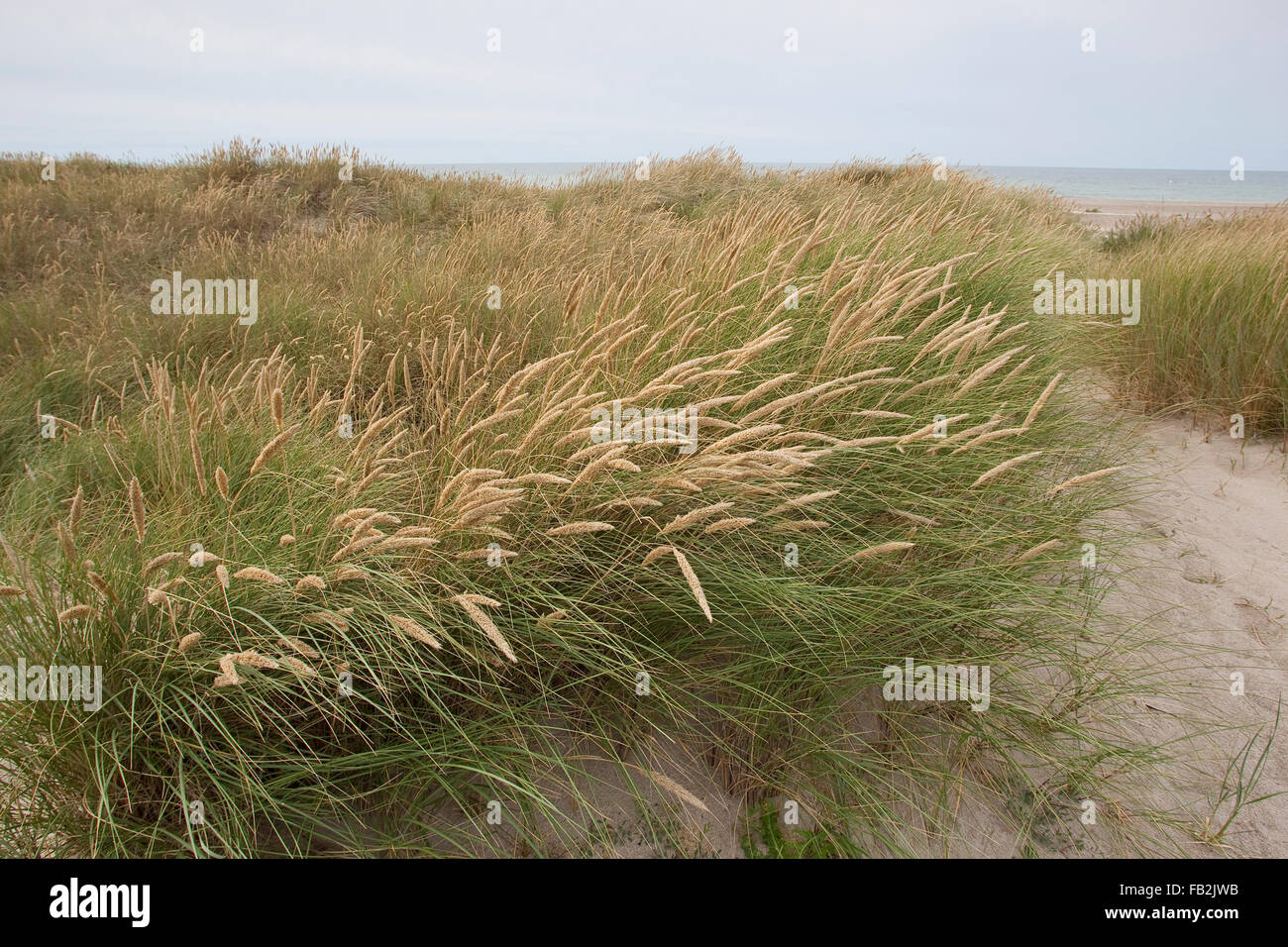 Strand, Grass, Dünengebieten Grass, Gewöhnlicher Strang-Hafer, Strandhafer, Helm, Auf Weißdüne der Meeresküste, Ammophila arenaria Stockfoto