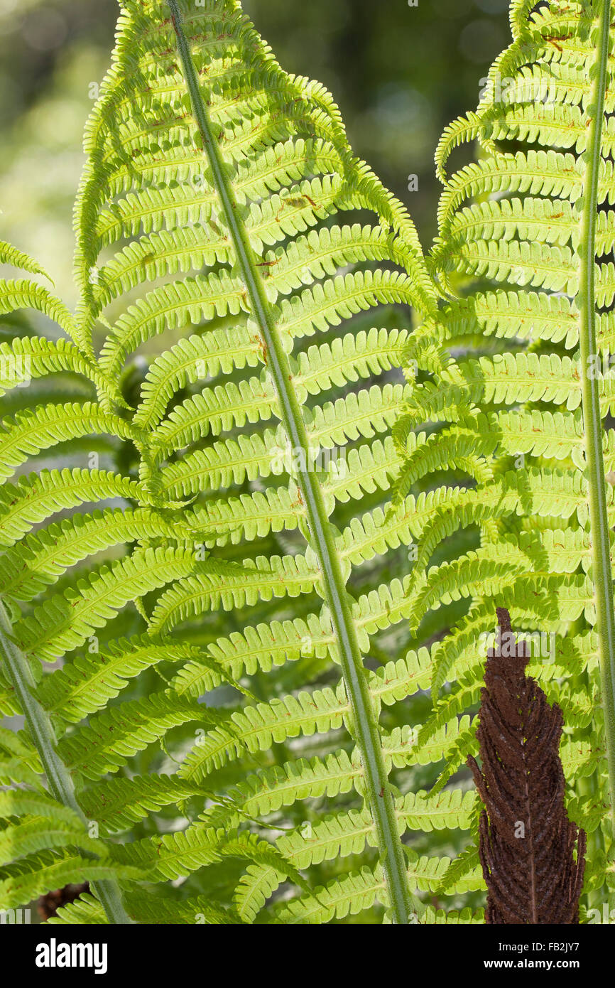 Strauß-Farn, Farn, Europäischer Straußenfarn, Straußfarn, Trichterfarn, Sori und Sporangien, Federball Matteuccia Struthiopteris Stockfoto