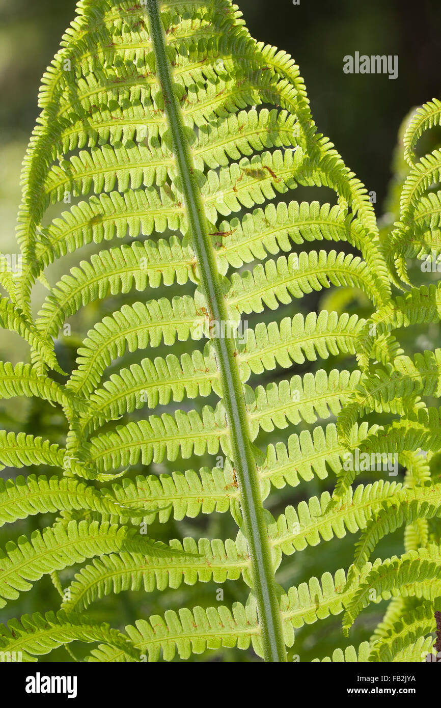 Strau-Farn, Farn, Europischer Strauenfarn, Straufarn, Trichterfarn,  Sori und Sporangien, Federball Matteuccia Struthiopteris Stockfotografie -  Alamy