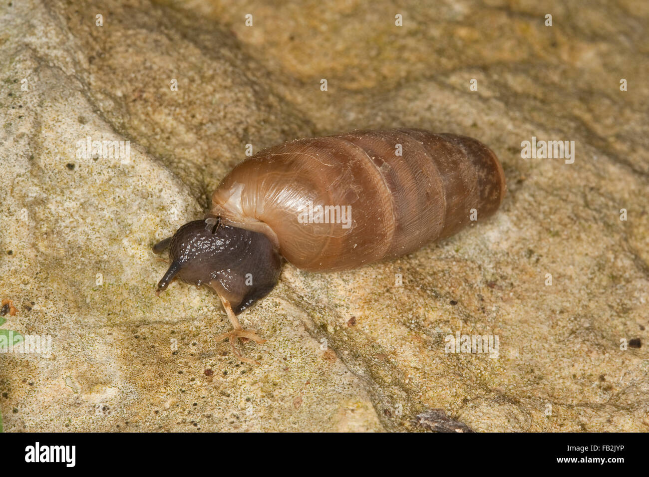 Schnecke, Stumpfschnecke, Stumpf-Schnecke, decollate Rumina Decollata, Sizilien Stockfoto