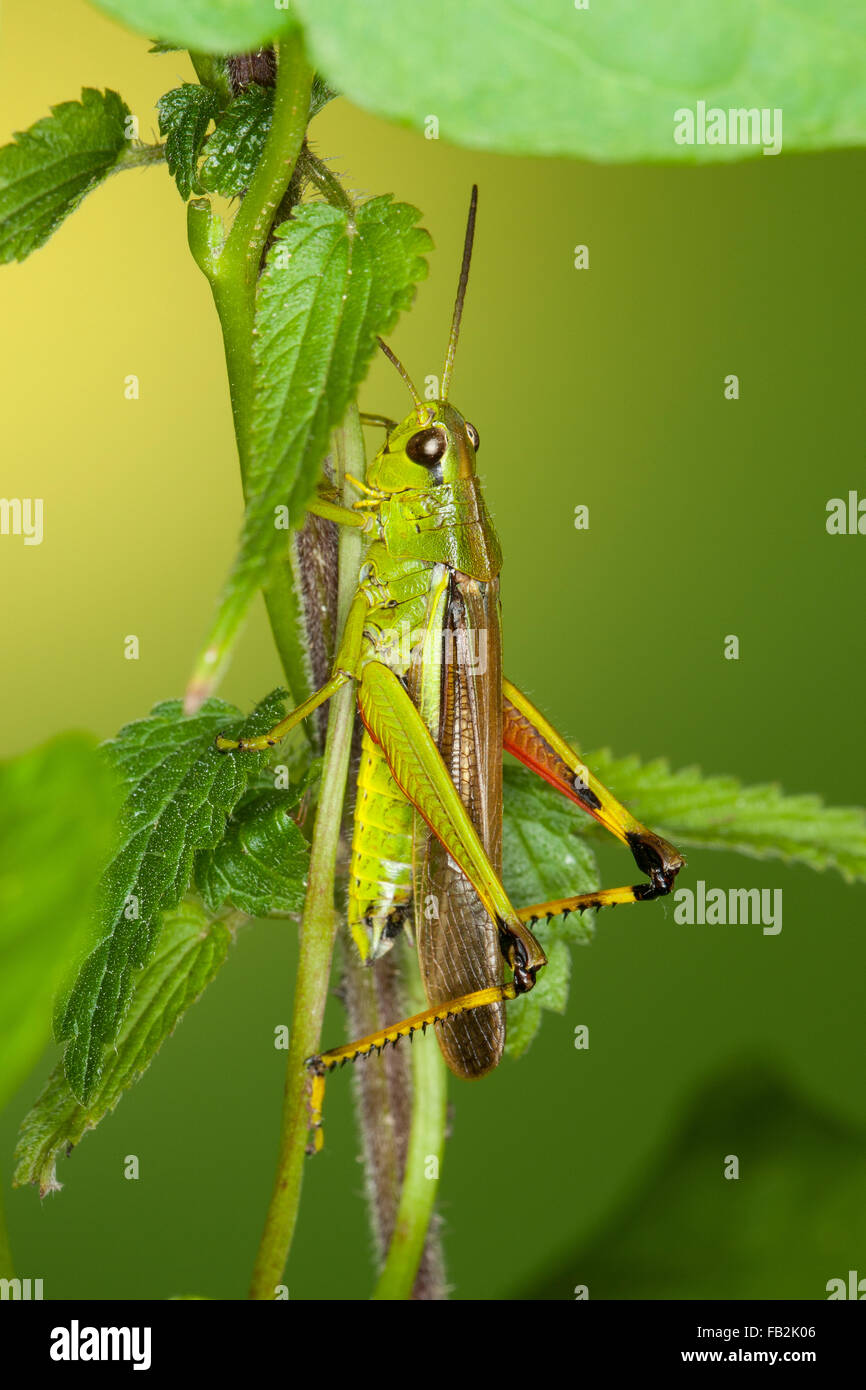 Großen Marsh Grasshopper, Sumpfschrecke, Sumpf-Schrecke, Stethophyma Grossum, Mecostethus Grossus, le Criquet blutbefleckter Stockfoto