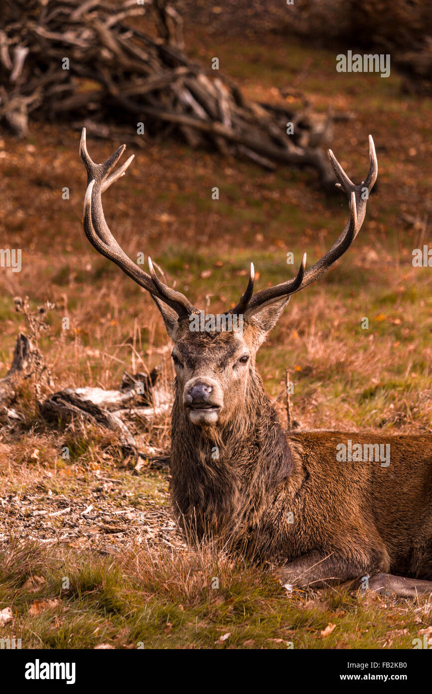 Reh im Richmond Park Stockfoto