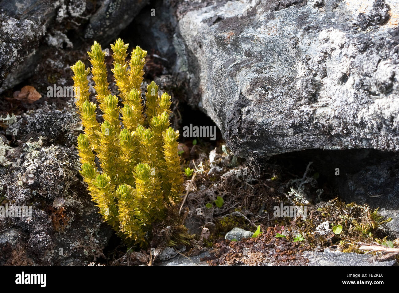 Tanne clubmosses Fotos und Bildmaterial in hoher Auflösung Alamy