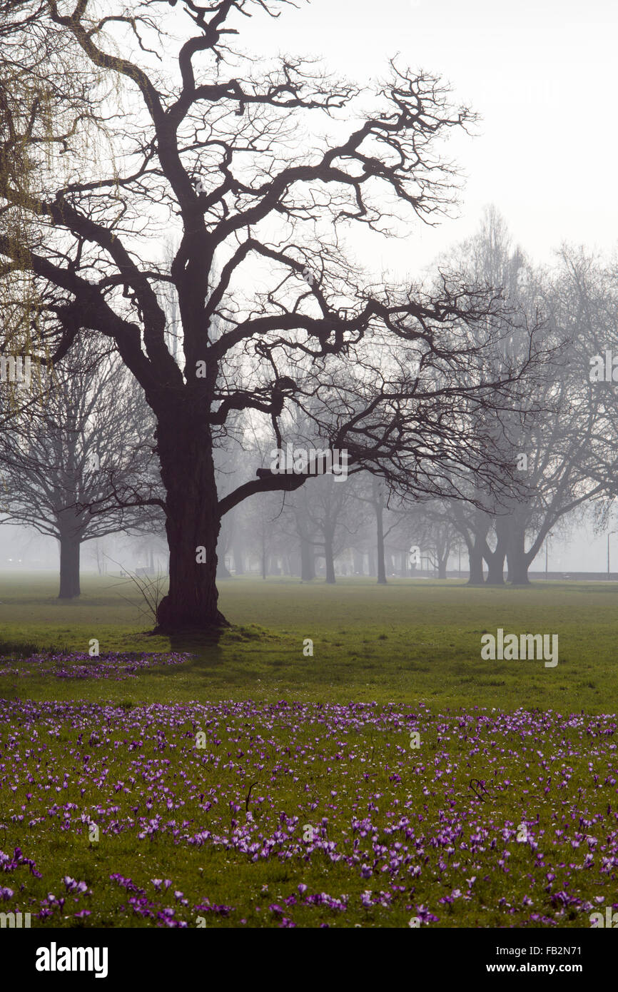 Düsseldorf, Rheinpark Golzheim Mit Blühenden Krokussen Stockfoto