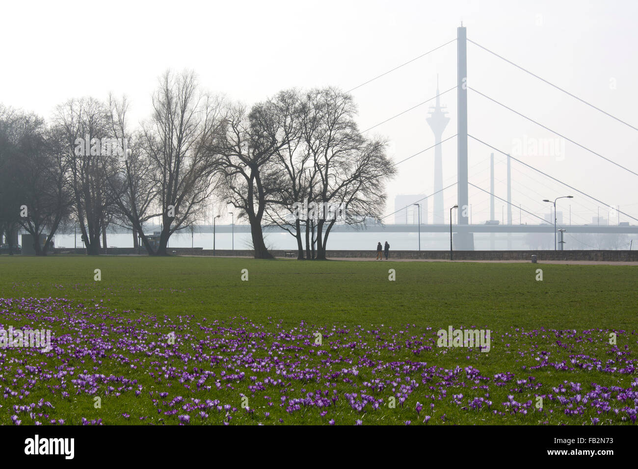 Düsseldorf, Rheinpark Golzheim Mit Blühenden Krokussen Stockfoto