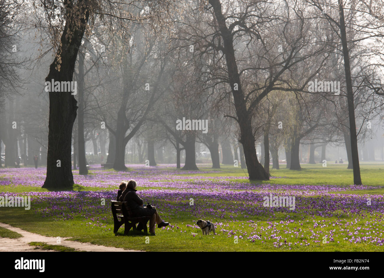 Düsseldorf, Rheinpark Golzheim Mit Blühenden Krokussen Stockfoto