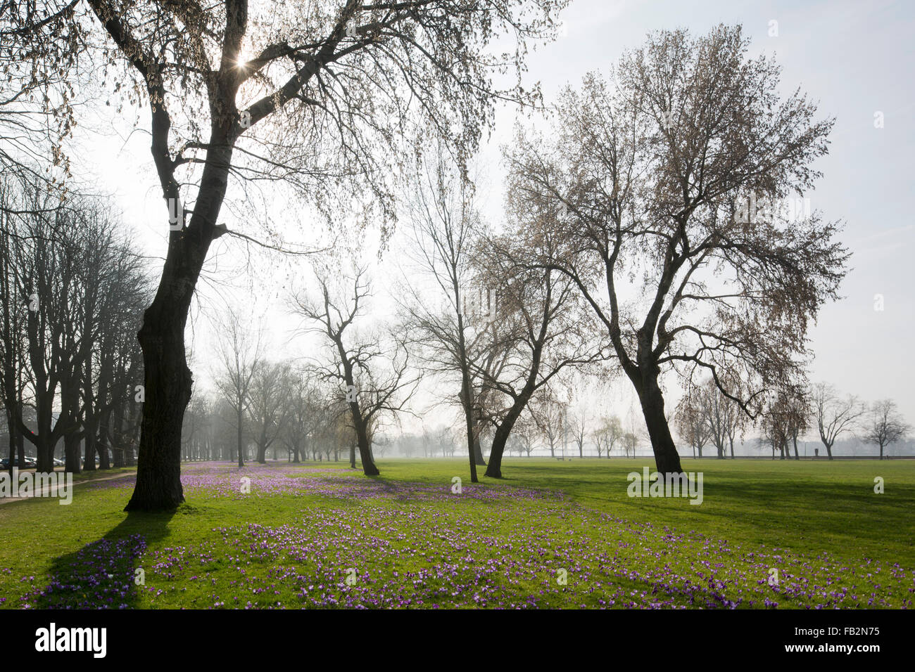 Düsseldorf, Rheinpark Golzheim Mit Blühenden Krokussen Stockfoto