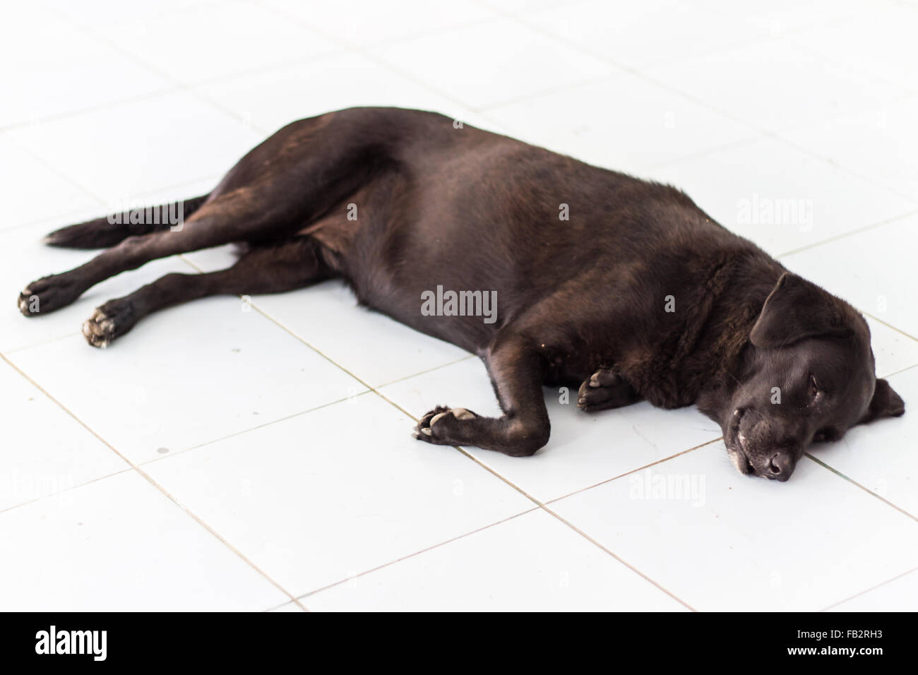Thai schwarzer Hund schlafen Stockfoto