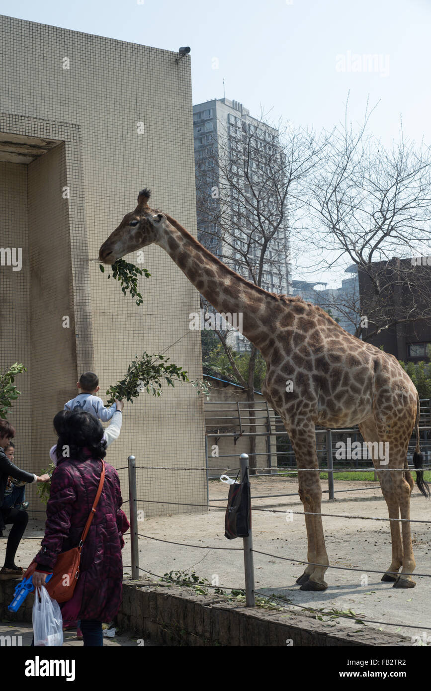 Füttern Giraffen im Zoo von Chongqing, China. Stockfoto