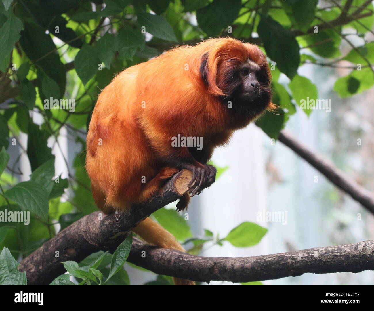 Brasilianische Golden Marmoset (Leontopithecus Rosalia) alias Goldener Löwe Tamarin Stockfoto