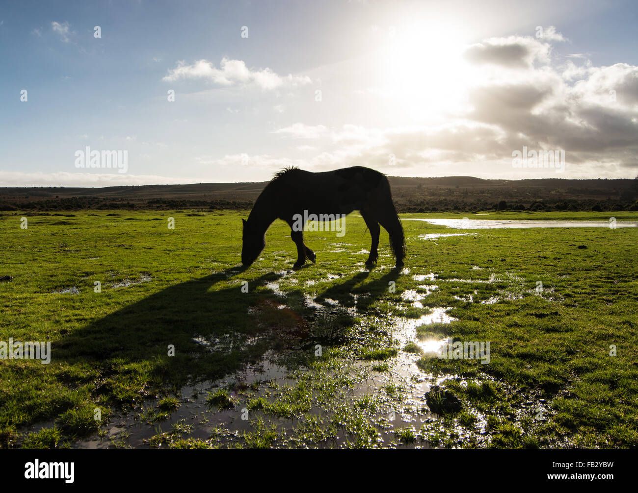 Pferd mit Hintergrundbeleuchtung und Schatten im überfluteten Feld Stockfoto