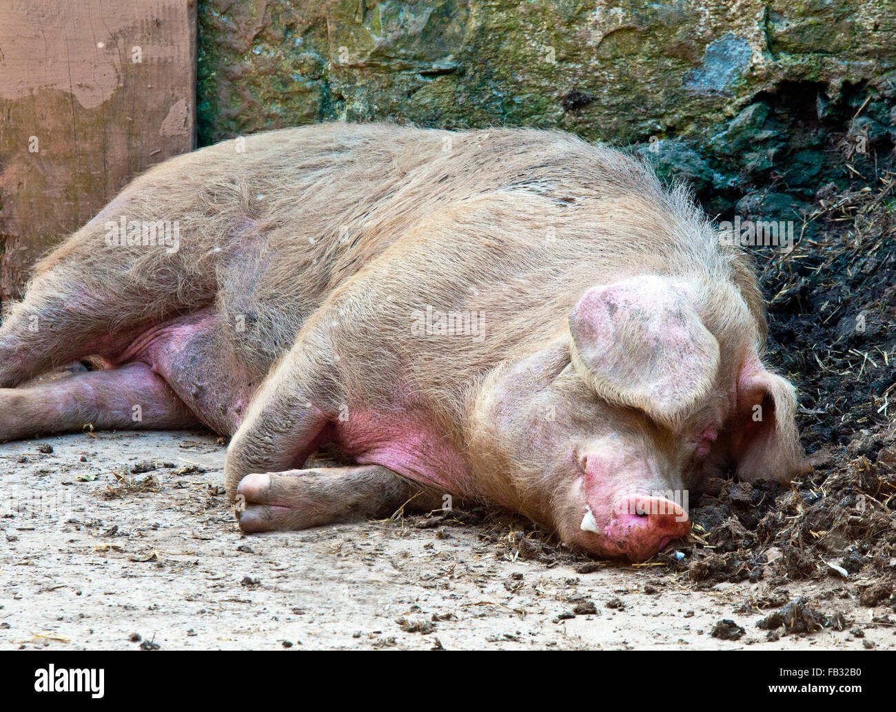 Säen Sie, hinlegen und erholend auf dem Hof Stockfoto