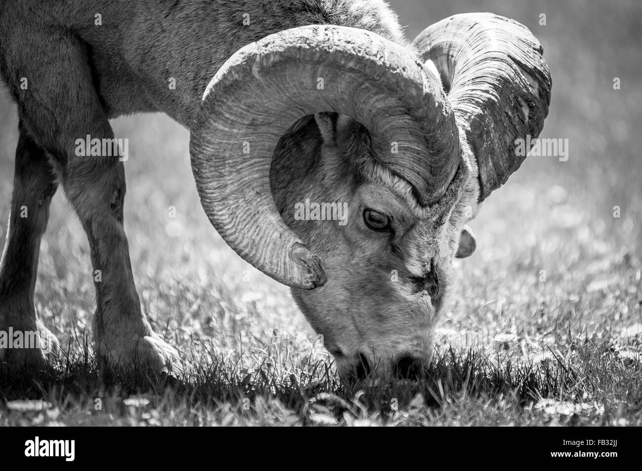Bighorn Schafe Essen Löwenzahn in Waterton Lakes Nationalpark, Alberta, Kanada-schwarz / weiß Bild Stockfoto