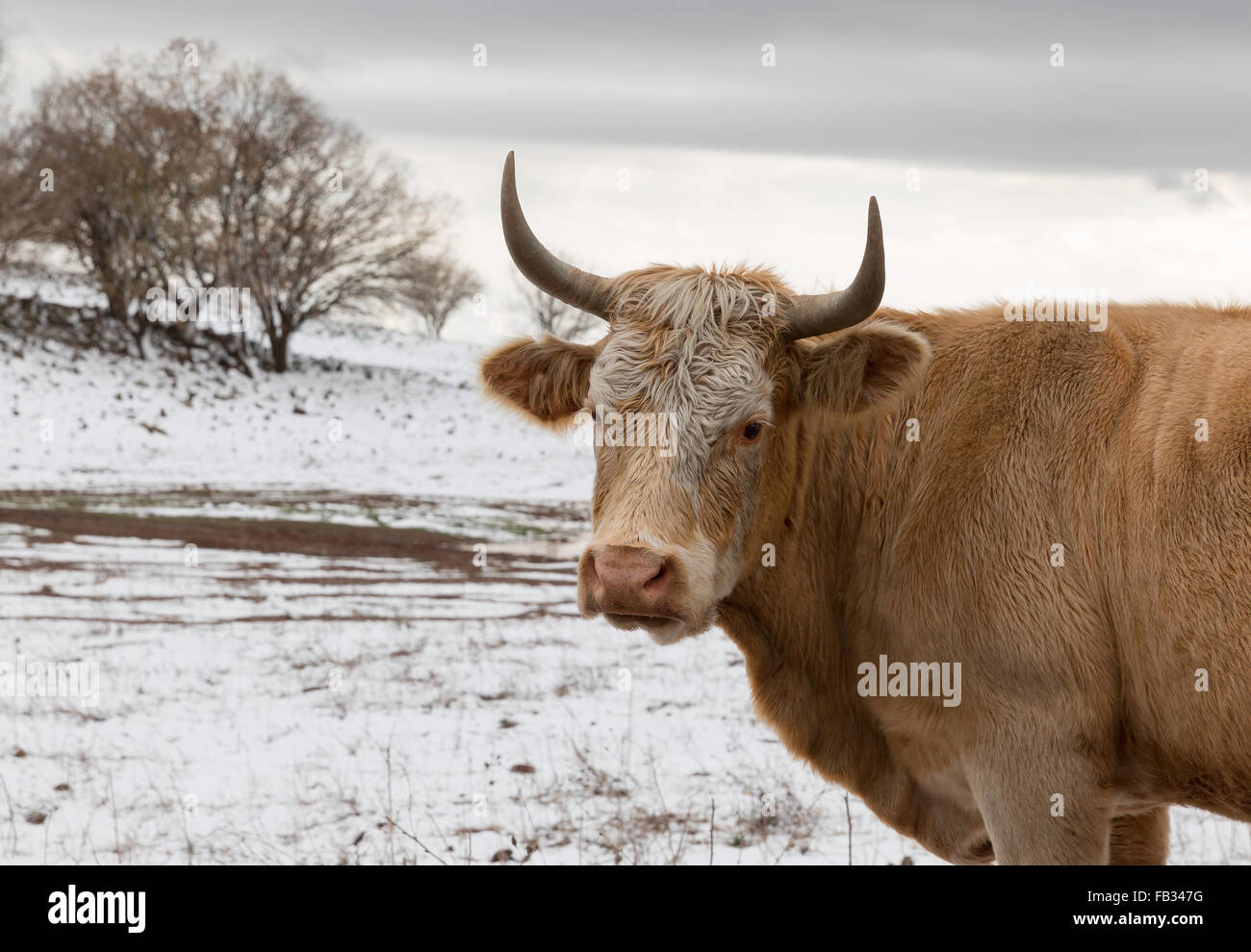 Portrait einer Kuh auf dem Hintergrund der Schnee in Israel Stockfoto