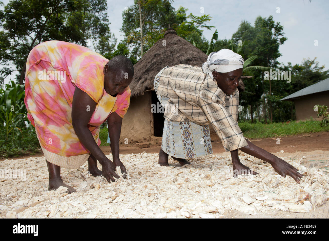 Kenianischen Frauen Trocknen Maniok auf Boden außerhalb ihrer Häuser, Bumala, Kenia. Stockfoto