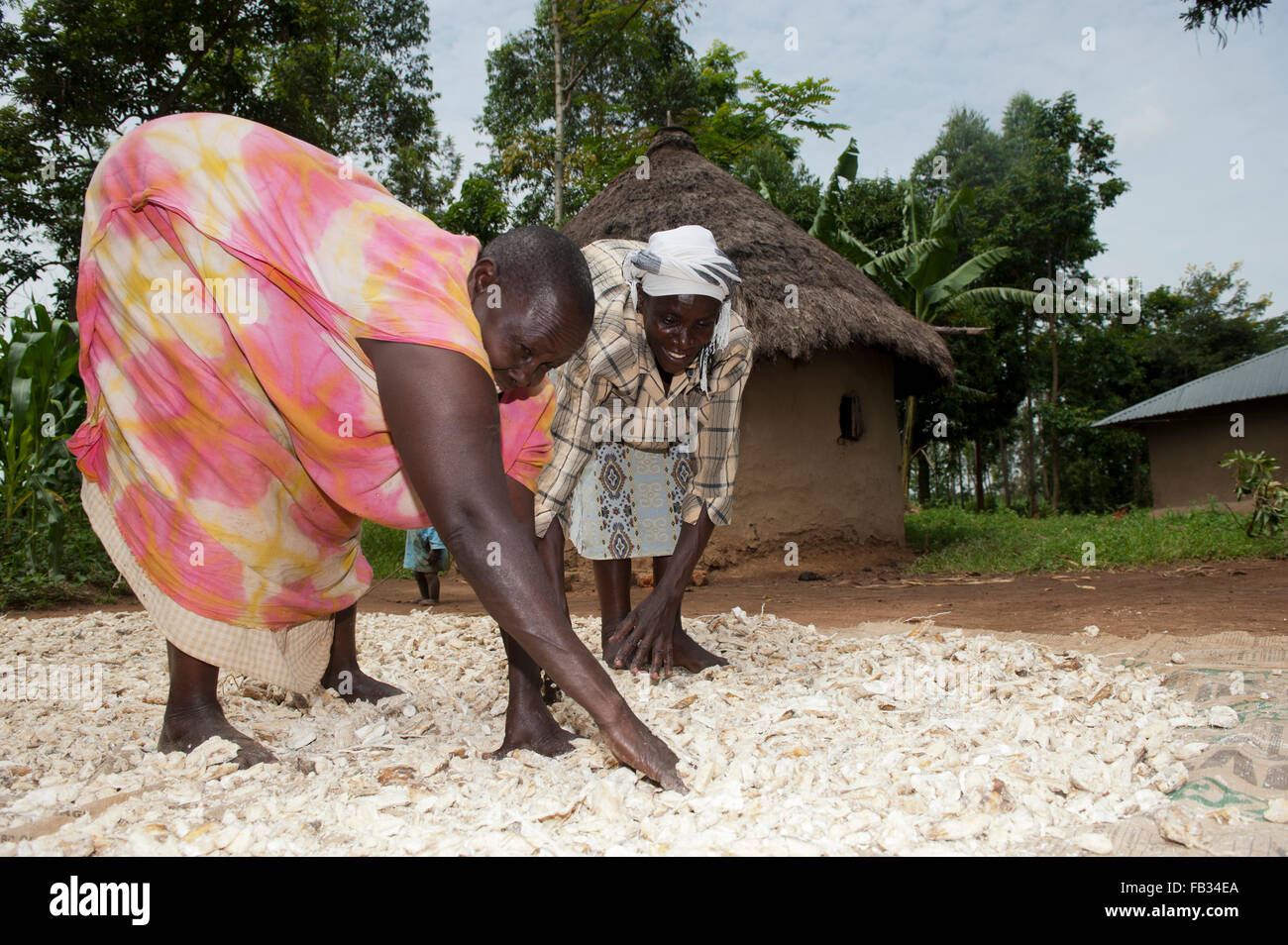 Kenianischen Frauen Trocknen Maniok auf Boden außerhalb ihrer Häuser, Bumala, Kenia. Stockfoto