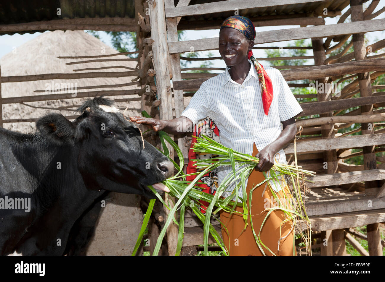 Glücklich aussehende kenianischen Dame füttern ihre Milchkuh mit Elefanten Rasen. Kenia. Stockfoto