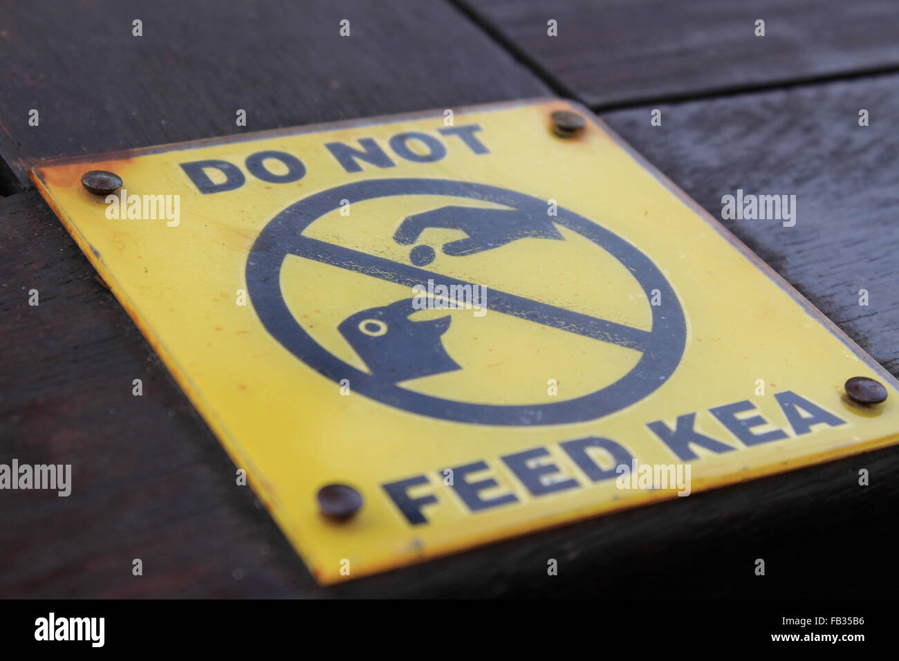 Füttern Sie die Kea-Zeichen, Arthurs Pass, New Zealand nicht Stockfoto