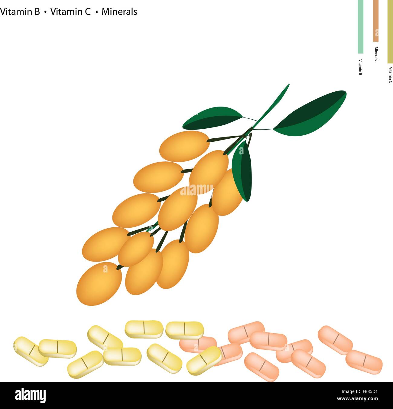 Medizinisches Konzept, Illustration der birmanischen Traube mit Vitamin B und Vitamin C und Mineralien Tablette, essentieller Nährstoff für das Leben. Stock Vektor