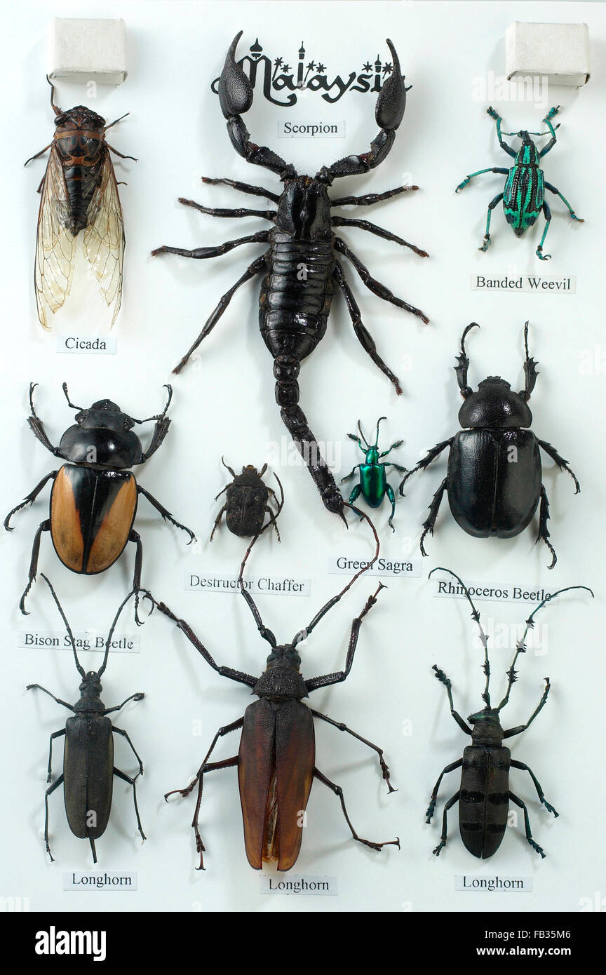 Bilder der verschiedenen Insekten Stockfoto