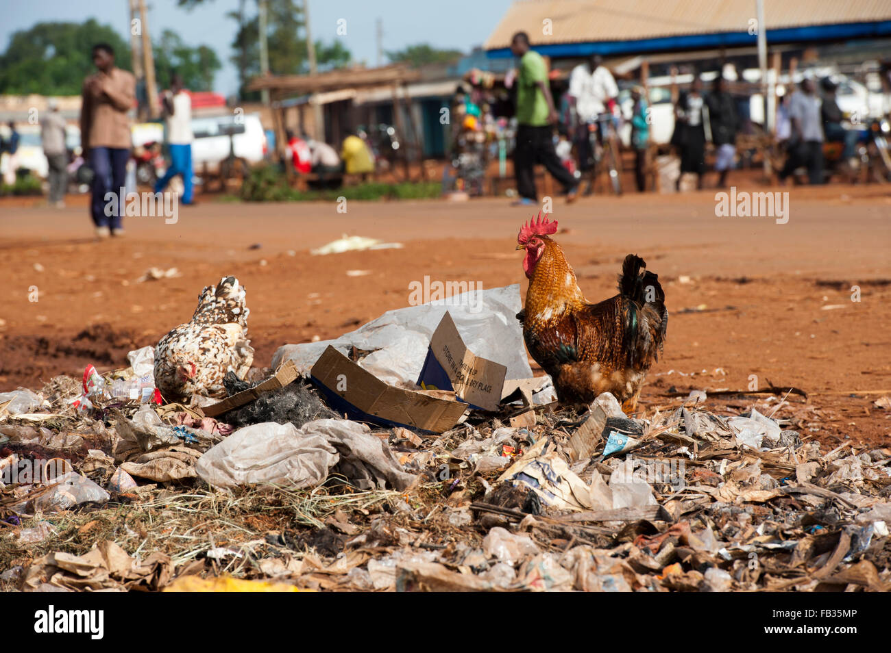 Beschäftigt Grenze Stadt von Bumala in Kenia, nahe der Grenze zu Uganda, mit Hühnern auf Müllkippe. Stockfoto