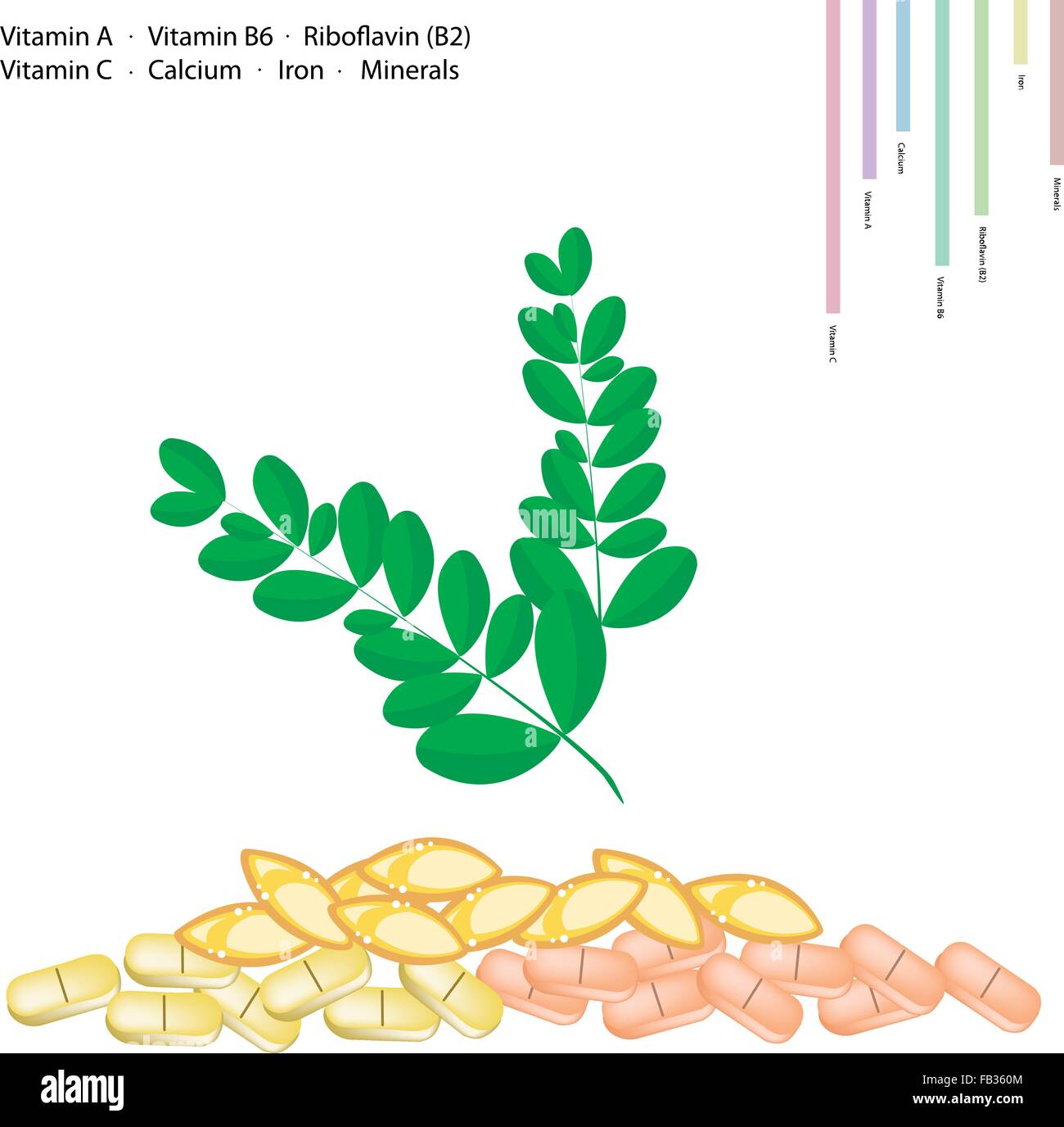Medizinisches Konzept, Illustration von Moringa Blätter mit Vitamin A, Vitamin B6, Riboflavin oder B2, Vitamin C, Kalzium, Eisen, Bergmann Stock Vektor