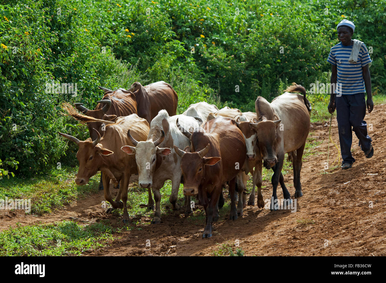 Herdnsman in Kenia traditionelle Rinderrasse Straße hinunter bewegt. Stockfoto