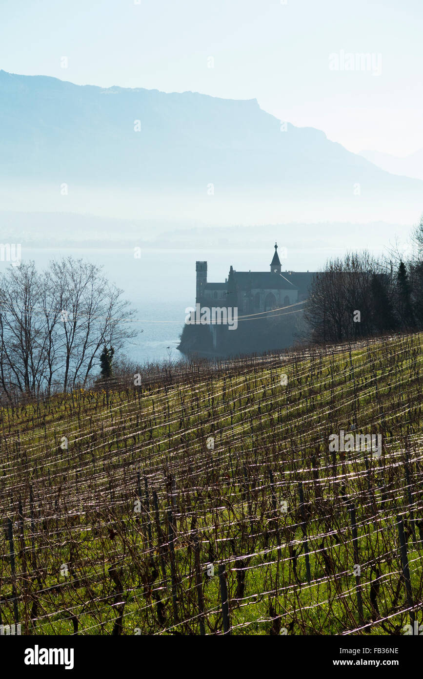 Französische Weinberge/Weinberge im Winter. Hautecombe Abbey nr. Aix-les-Bains, Savoie / Savoy & Lac du Borget befindet sich im Hintergrund. Frankreich. Stockfoto