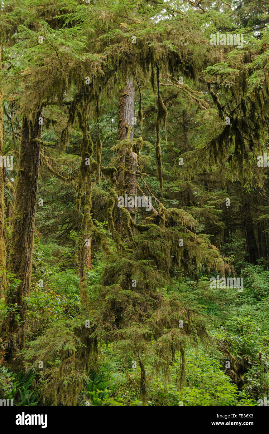Alter Baum bedeckt mit Moos im Regenwald, Pacific Rim National Park, BC, Vancouver Island, Kanada Stockfoto