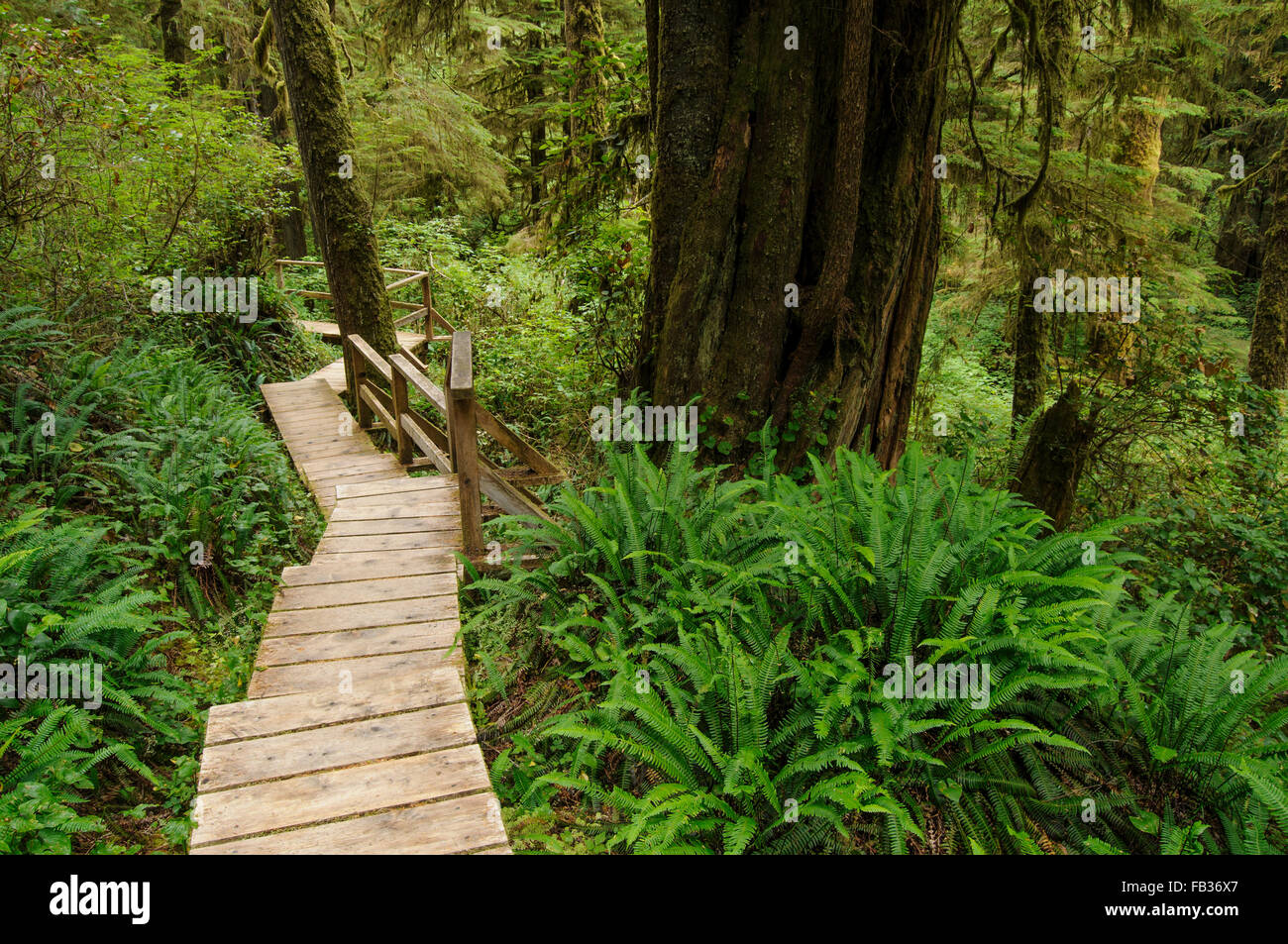 Boardwalk durch Regenwald, Pacific Rim National Park, BC, West Kanada Stockfoto