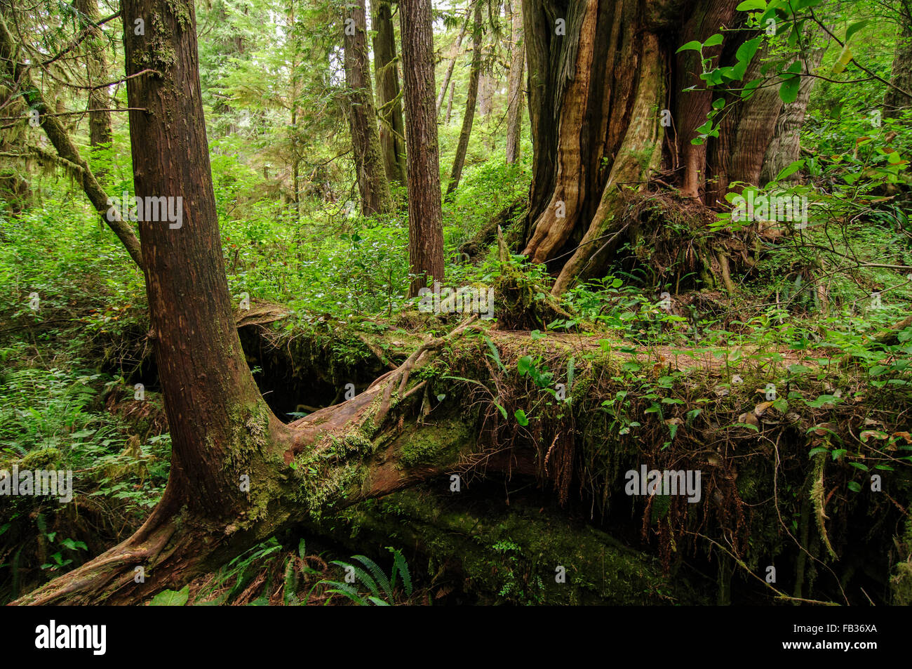 Regenwald, Pacific Rim National Park, BC, Kanada Stockfoto