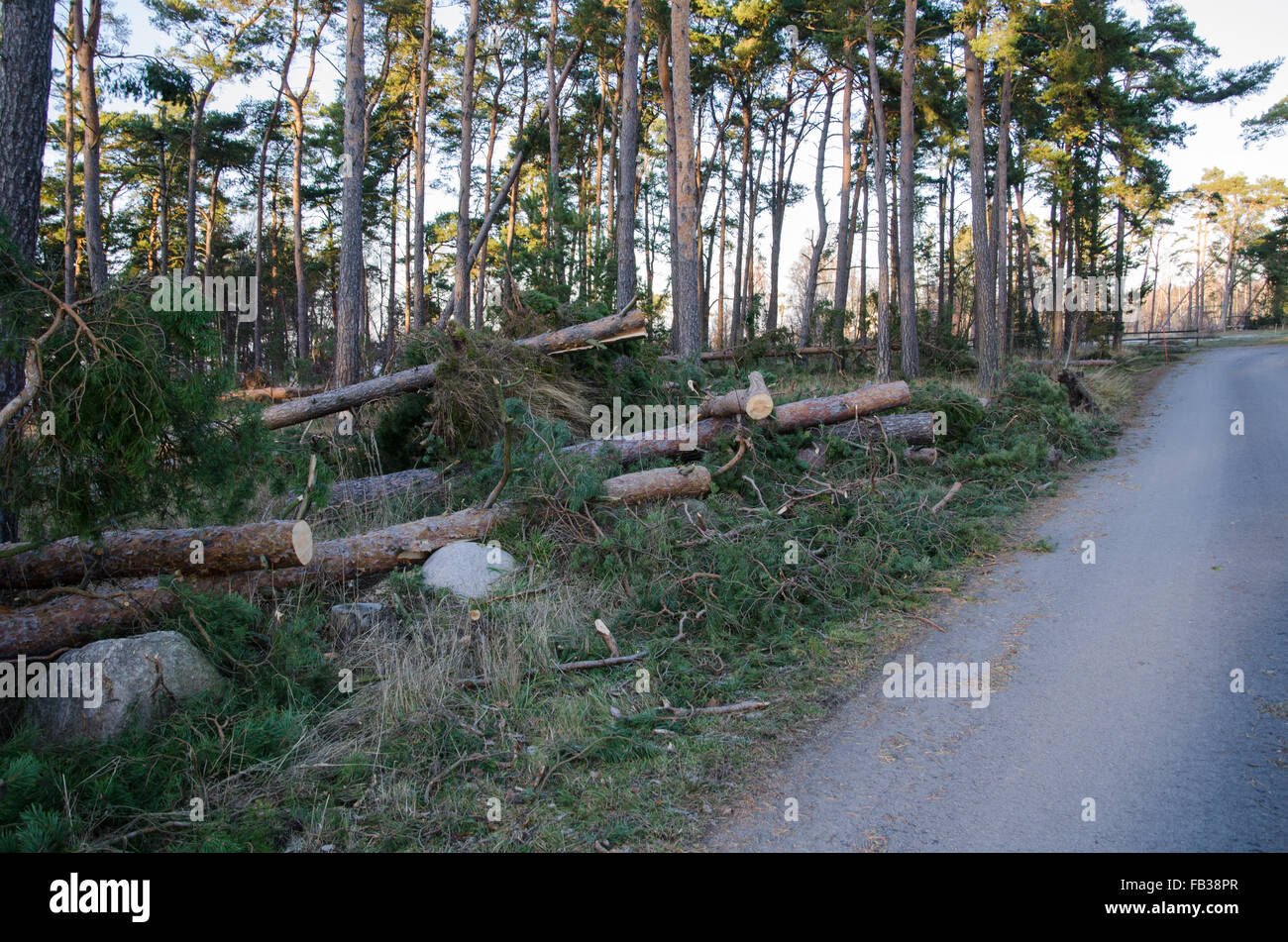 Kiefernwald auf einer Straße, die durch den Sturm beschädigt Stockfoto