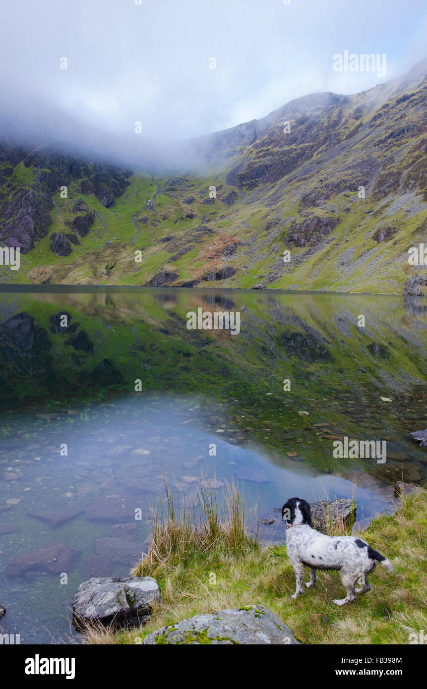 Springer Spaniel Hund steht von Llyn Cau, auf eine Wanderroute in Cadair Idris, Snowdonia-Nationalpark, Wales. Stockfoto