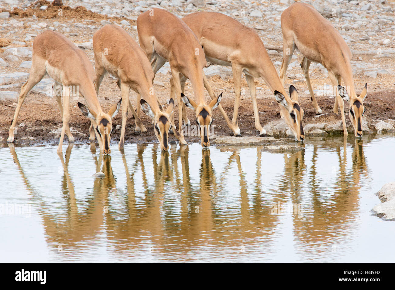 Frau Schwarz-faced Impala aufgereiht zu trinken am Wasserloch Stockfoto