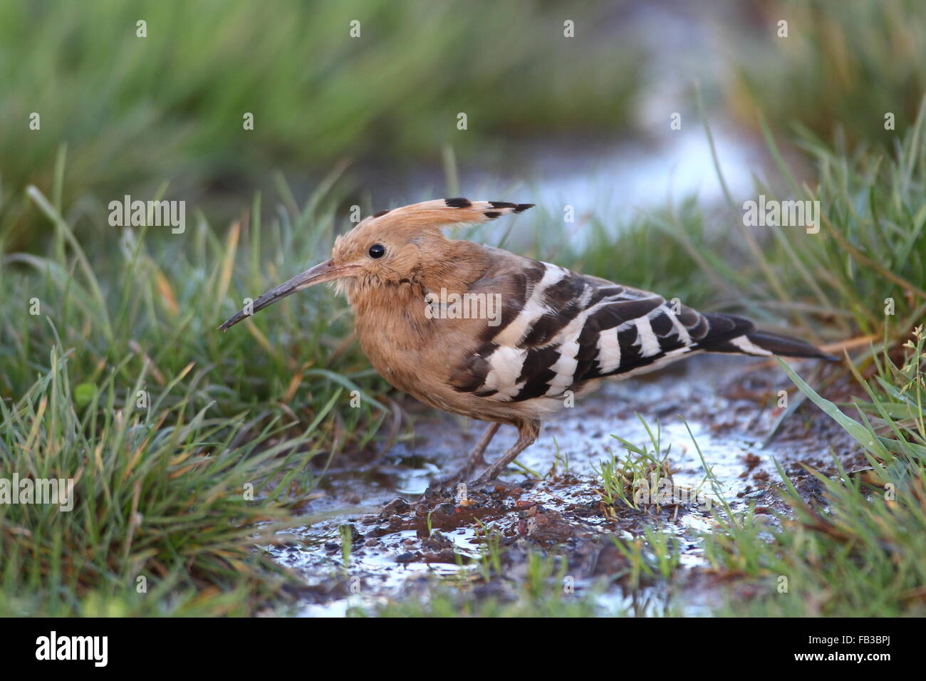 Wiedehopf Stockfoto