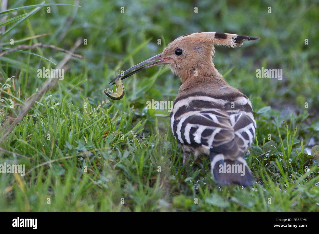 Wiedehopf Stockfoto