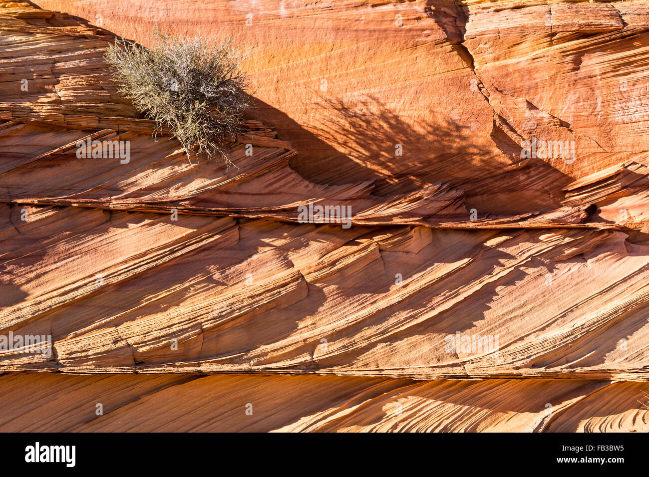 Ein Strauch klammert sich an Schichten aufeinander prallender Gesteinsschichten in der Coyote Buttes South Region, Vermillion Cliffs National Monument, AZ Stockfoto