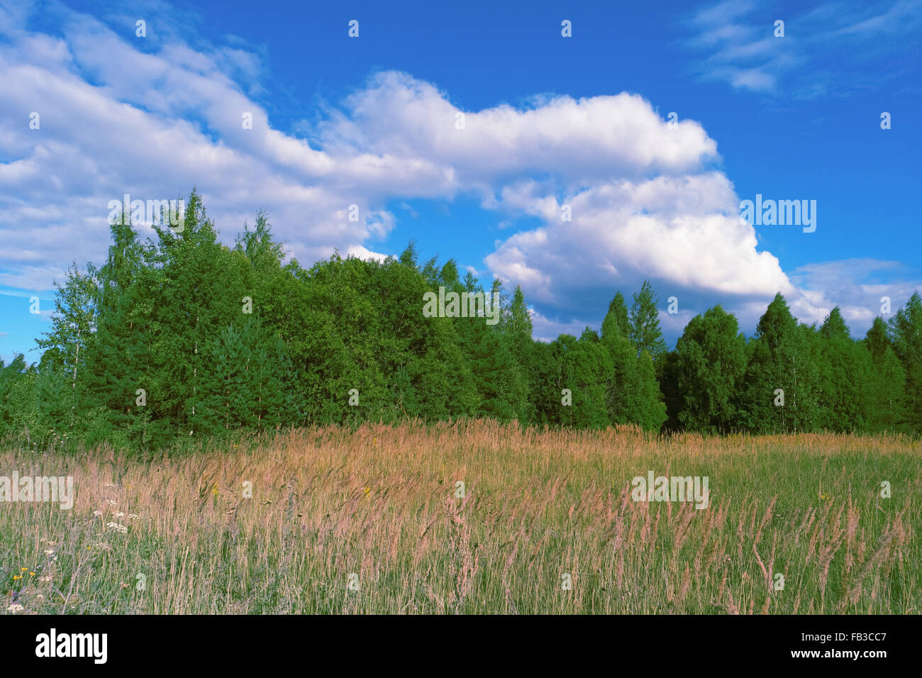 Schöne Sommerlandschaft mit Rasen, Wald, Himmel und Wolken Stockfoto
