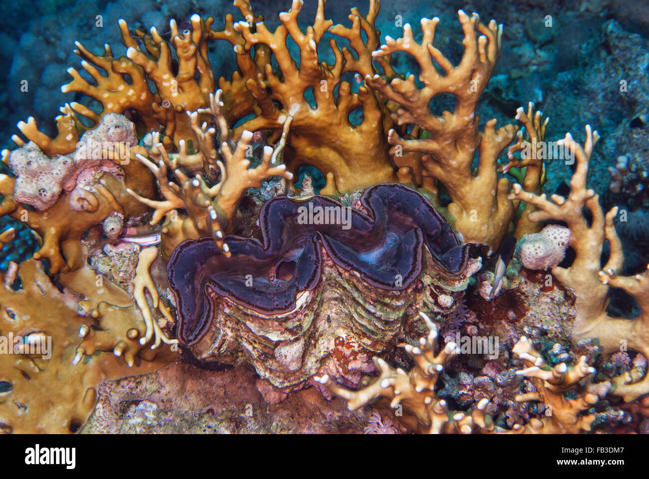 Tridacna Maxima, große Riesenmuschel, Seepocken, Mollusken, Scharm el-Scheich, Ägypten Stockfoto