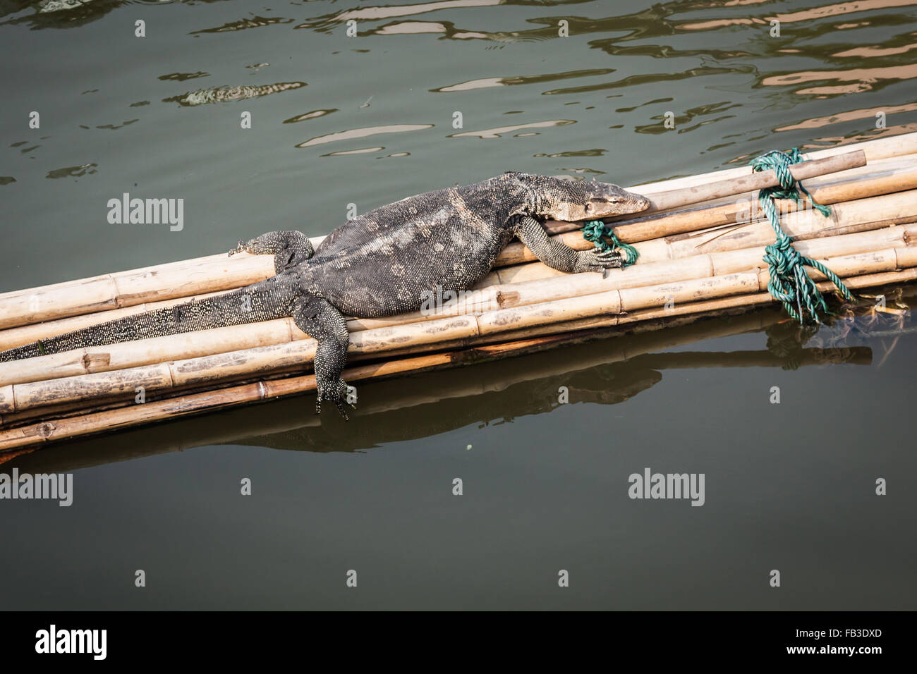 Wandern in der Wildnis auf Komodo Insel Komodo-Waran Stockfoto