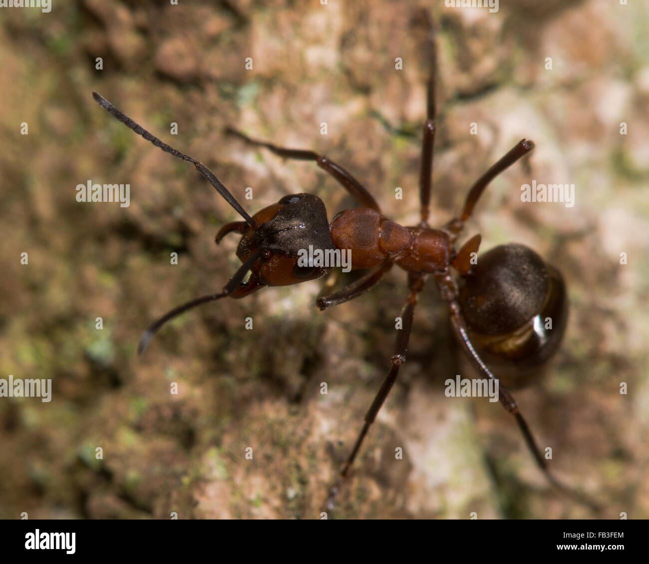 Südlichen Waldameise (Formica Rufa). Eine große Ameise Annahme eine defensive Haltung auf einem Baum in einem englischen Waldgebiet Stockfoto