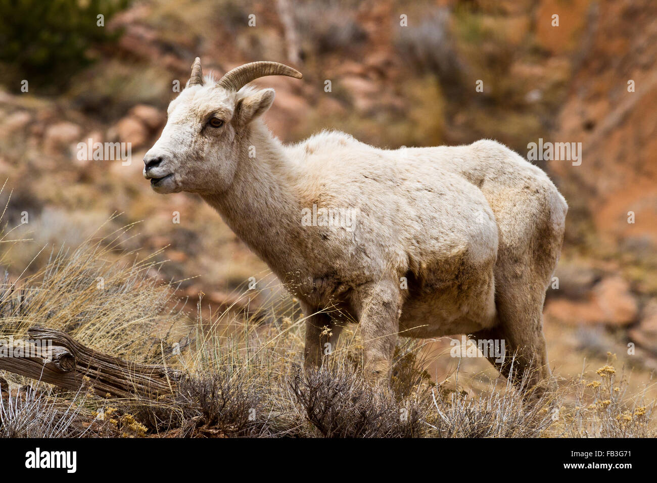 Eine schwangere Bighorn Schafe Schaf weidet in Gräsern und Beifuß im Bridger-Teton National Forest, Wyoming. Stockfoto