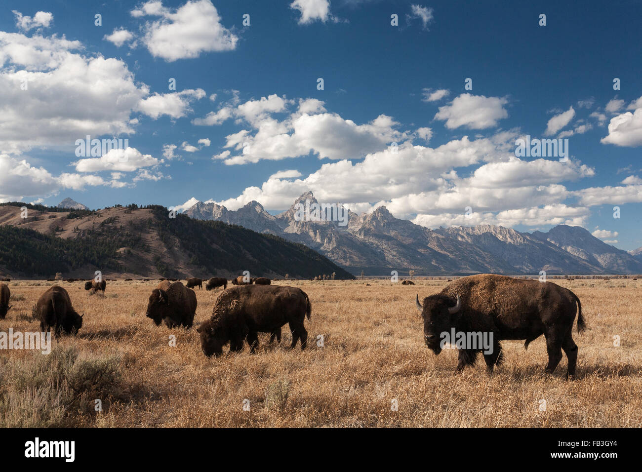 Bisons grasen im getrockneten Gras auf Antelope Flats von Grand-Teton-Nationalpark, Wyoming. Stockfoto