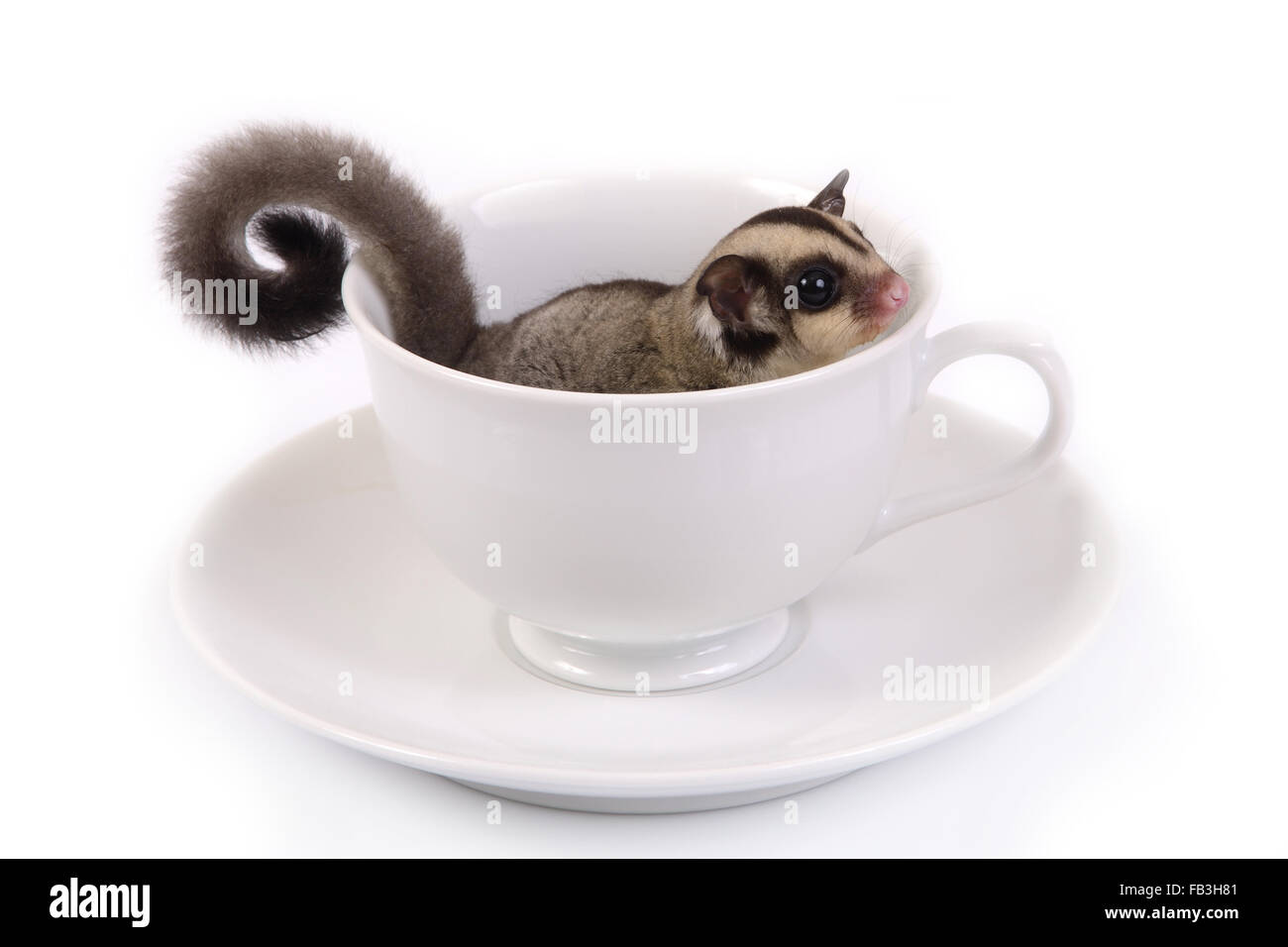 Niedliche Flughörnchen in weißer Keramik Tasse Kaffee auf weißem Hintergrund. Stockfoto