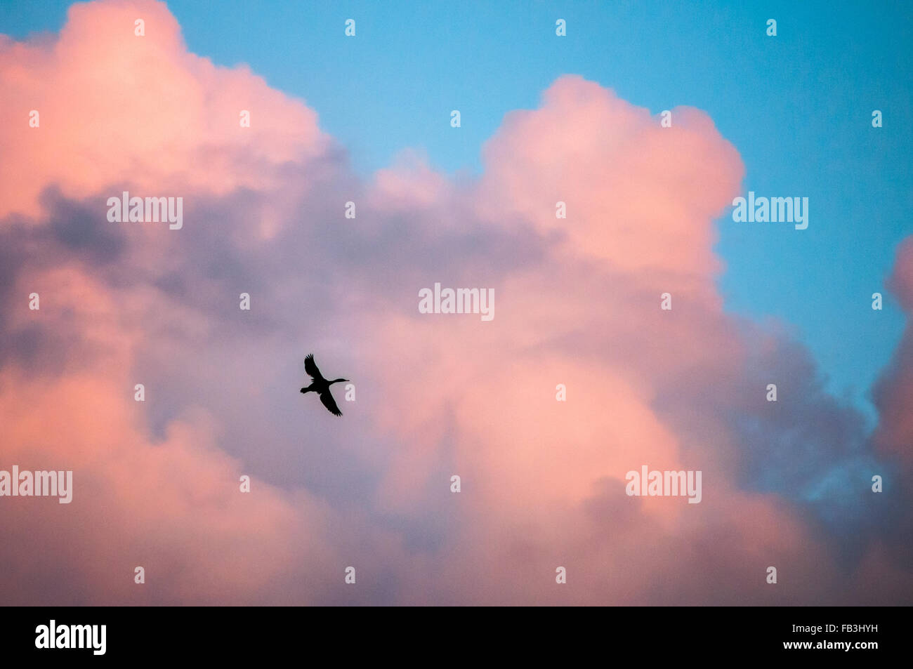 Ein Kormoran breitet seine Flügel, als es durch einen abendlichen Sonnenuntergang Himmel fliegt, rose farbige Wolken und blauer Himmel den Hintergrund füllen. Stockfoto