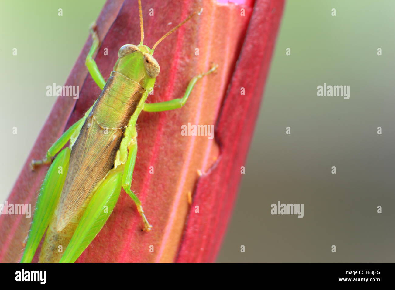 Makro-Hintergrund des Grasshopper hängen Wasser Lilly im Garten. Stockfoto