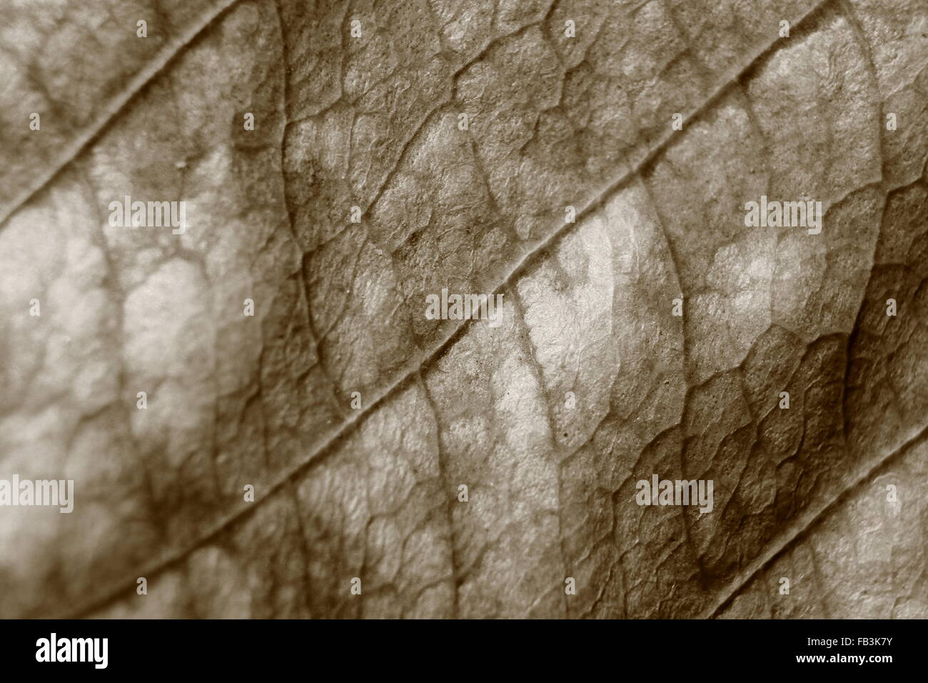 Sepia-Farbton verschwommen Makro Hintergrund welkes Blatt, Fokus auf die Bildmitte, Nahaufnahme, Blatt Vene. Stockfoto