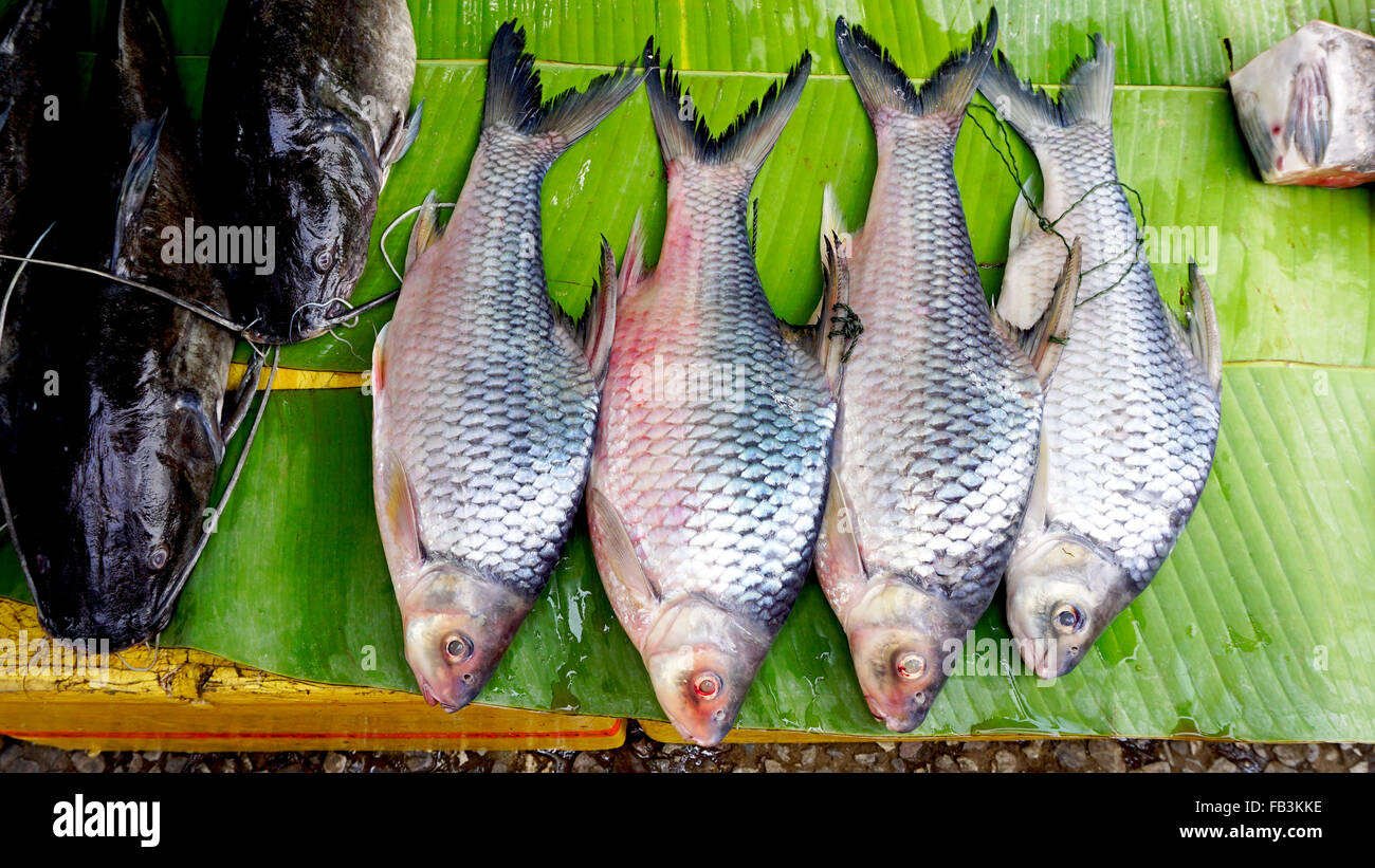 große Fische auf Bananenblatt im Frischmarkt Luang Prabang, Laos Stockfoto